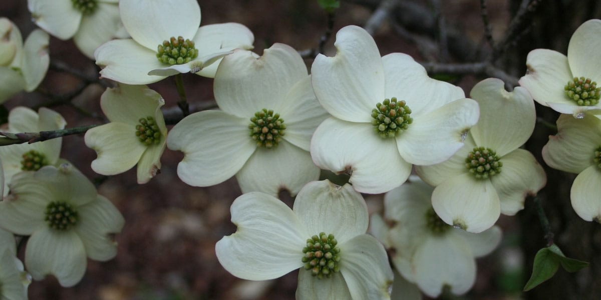 flowering dogwood