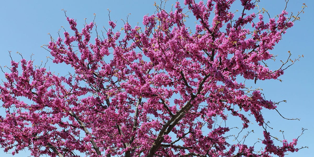 flowering redbud tree