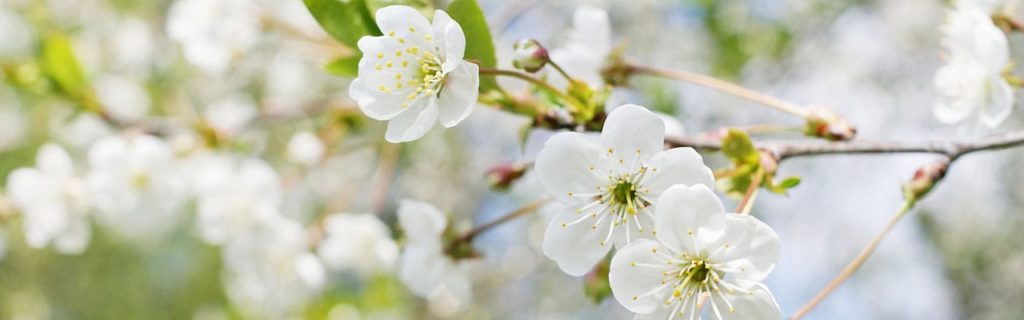spring flowering trees for northern Virginia