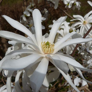 star magnolia flower