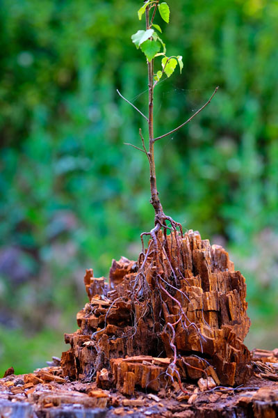 tree stump sprouting a new tree after the tree was removed