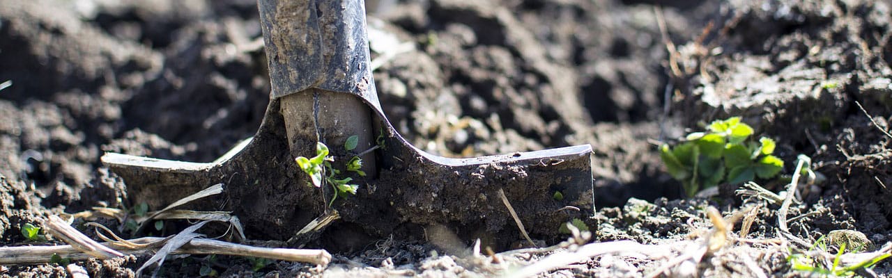Tree Planting Archives Green Vista Care Tree Planting Tips For Healthy Trees