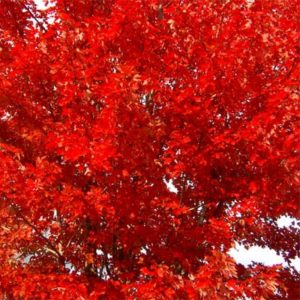 fall leaf color autumn blaze maple