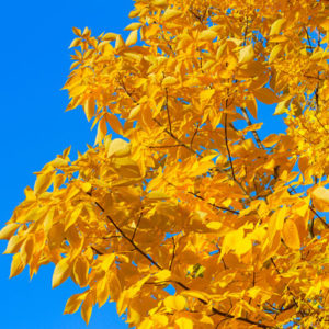 fall leaf color hickory