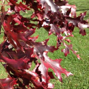 fall leaf color scarlet oak