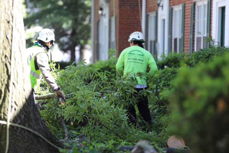 Expert Tree Removal in Northern Virginia Alexandria