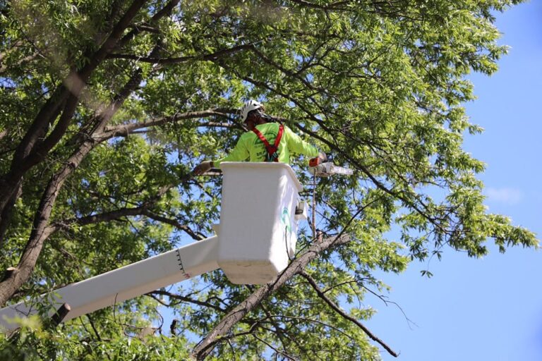 Tree Trimming, Tree Pruning Northern Virginia