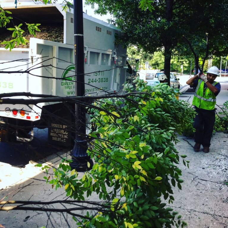 Tree Trimming, Tree Pruning Northern Virginia