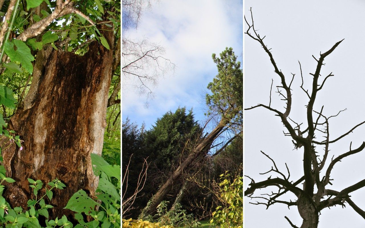 Three trees showing removal conditions: an open trunk cavity with decayed wood, a tree leaning after root failure, and a bare canopy with no leaves.