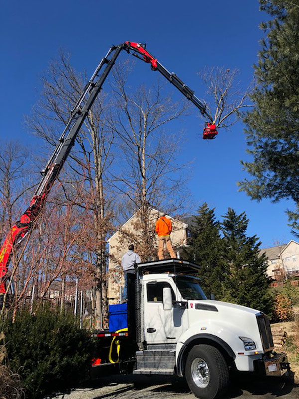 tree removal crane