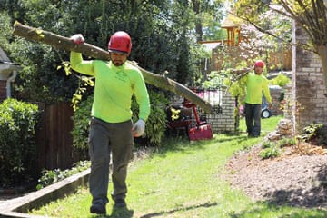 tree removal - carrying branches