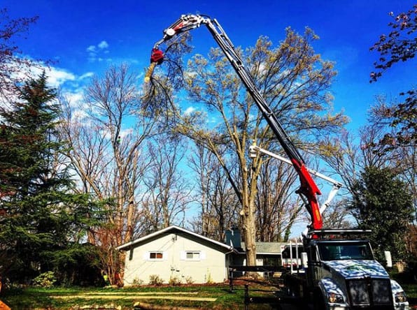 tree-services-removal