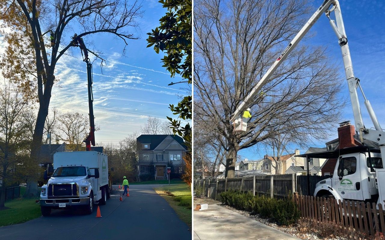 Two side-by-side photos show a Green Vista Tree Care bucket truck reaching into a bare tree on a residential street, and a crew member working from a lift beside a home's chimney.
