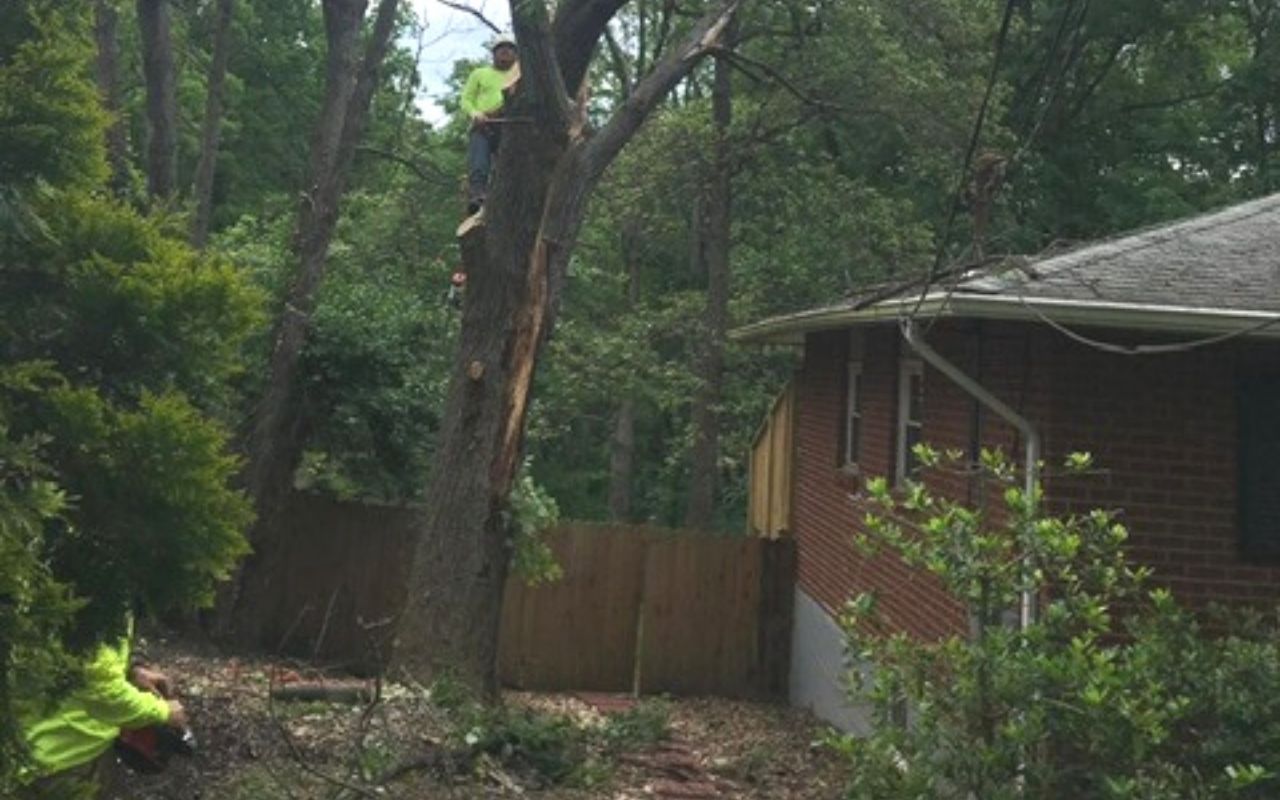 Removing Trees in Narrow, Tight or HardtoReach Spaces Green Vista Tree Care